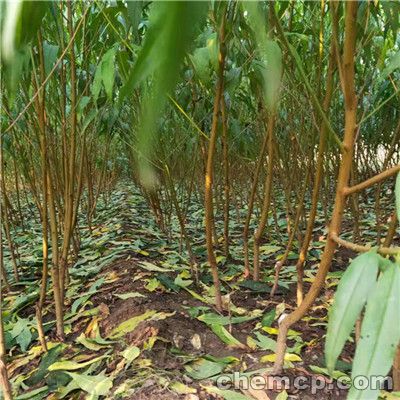 送陈七还广陵“beat365亚洲体育官方网站”(图1) beat365官网